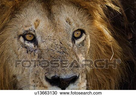Magnificent adult lion close up front -side view detail of face, Masai Mara, Kenya, East Africa View Large Photo Image Stock Image - Magnificent adult lion close up front -side view detail of face, Masai Mara, Kenya, East Africa. Fotosearch