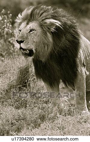 Magnificent adult lion close up front -side view detail of standing on grassy ridge, monochrome, Masai Mara, Kenya, East Africa View Large Photo Image Stock Image - Magnificent adult lion close up front -side view detail of standing on grassy ridge, monochrome, Masai Mara, Kenya, East Africa. Fotosearch