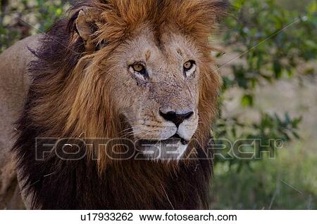 Stock Image - Magnificent adult lion close up front -side view detail of face, Masai Mara, Kenya, East Africa. Fotosearch