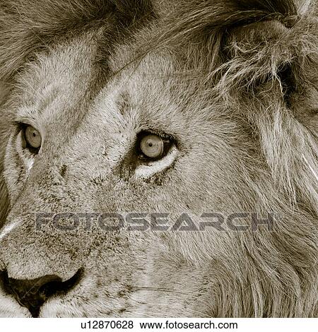 Magnificent adult lion close up front -side monochrome detail of face, Masai Mara, Kenya, East Africa View Large Photo Image Stock Photo - Magnificent adult lion close up front -side monochrome detail of face, Masai Mara, Kenya, East Africa. Fotosearch