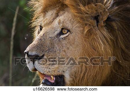 Stock Photo - Magnificent adult lion close up front -side view detail of face, Masai Mara, Kenya, East Africa. Fotosearch