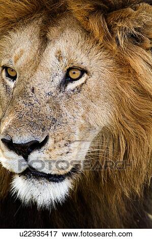 Stock Photo - Magnificent adult lion close up front -side view detail of face, Masai Mara, Kenya, East Africa. Fotosearch