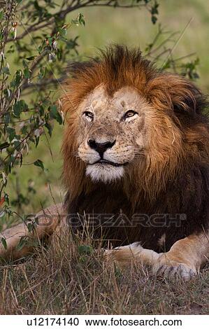 Stock Image - Magnificent adult lion lying near undergrowth, close up front view, Masai Mara, Kenya, East Africa. Fotosearch