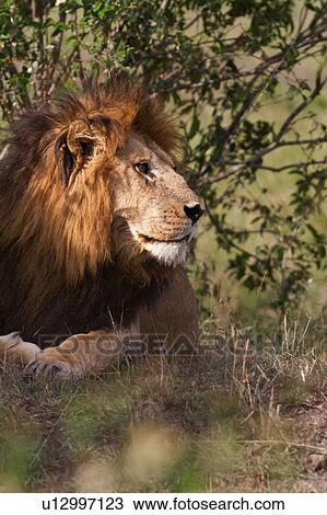 Stock Image - Magnificent adult lion lying near undergrowth, close up front view, Masai Mara, Kenya, East Africa. Fotosearch