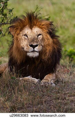 Magnificent adult lion lying near undergrowth, close up front view, Masai Mara, Kenya, East Africa View Large Photo Image Stock Image - Magnificent adult lion lying near undergrowth, close up front view, Masai Mara, Kenya, East Africa. Fotosearch