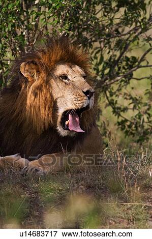Stock Photo - Magnificent adult lion lying near undergrowth, yawning, close up front view, Masai Mara, Kenya, East Africa. Fotosearch