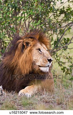 Stock Photo - Magnificent adult lion lying near undergrowth, close up front view, Masai Mara, Kenya, East Africa. Fotosearch