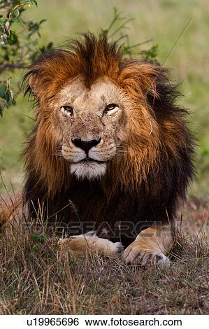 Stock Photograph - Magnificent adult lion lying near undergrowth, close up front view, Masai Mara, Kenya, East Africa. Fotosearch