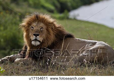 Stock Image - Magnificent adult lion lying on grassy ridge with river visible behind, close up side view, Masai Mara, Kenya, East Africa. Fotosearch