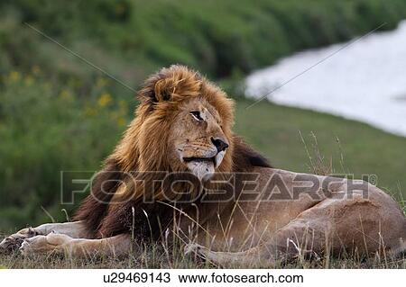 Magnificent adult lion lying on grassy ridge with river visible behind, close up side view, Masai Mara, Kenya, East Africa View Large Photo Image Stock Image - Magnificent adult lion lying on grassy ridge with river visible behind, close up side view, Masai Mara, Kenya, East Africa. Fotosearch