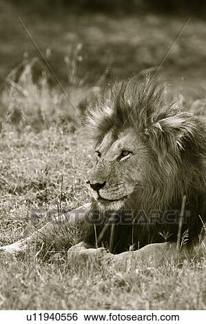 Stock Photograph - Magnificent adult lion lying on grassy ridge, detail close up side monochrome view, Masai Mara, Kenya, East Africa. Fotosearch