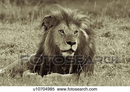 Magnificent adult lion lying on grassy ridge, close up side monochrome view, Masai Mara, Kenya, East Africa View Large Photo Image Stock Photography - Magnificent adult lion lying on grassy ridge, close up side monochrome view, Masai Mara, Kenya, East Africa. Fotosearch