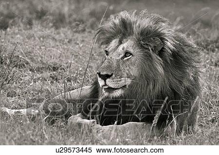 Magnificent adult lion lying on grassy ridge, close up side monochrome view, Masai Mara, Kenya, East Africa View Large Photo Image Stock Photography - Magnificent adult lion lying on grassy ridge, close up side monochrome view, Masai Mara, Kenya, East Africa. Fotosearch
