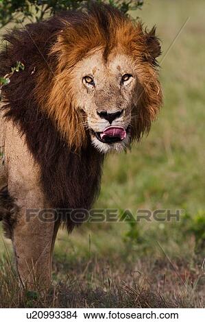 Magnificent adult lion standing, close up side view detail of front and face, licking lips, Masai Mara, Kenya, East Africa View Large Photo Image Picture - Magnificent adult lion standing, close up side view detail of front and face, licking lips, Masai Mara, Kenya, East Africa. Fotosearch