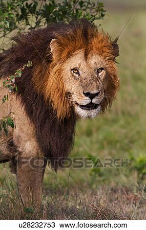 Stock Image - Magnificent adult lion standing, close up side view detail of front and face, Masai Mara, Kenya, East Africa. Fotosearch
