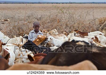 Masai child standing in front of traditional acacia thorn fence, herding cattle, close up view in village, Amboseli, Kenya, East Africa View Large Photo Image Stock Photo - Masai child standing in front of traditional acacia thorn fence, herding cattle, close up view in village, Amboseli, Kenya, East Africa. Fotosearch