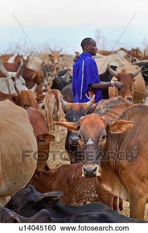 Stock Image - Masai man wearing blue shuka herding cattle, close up view in village, Amboseli, Kenya, East Africa. Fotosearch