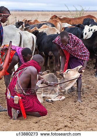 Masai warriors dressed in traditional shukas, with one holding a gourd ready, the others holding a cow down, to pierce the jugular vein, with an arrow. The blood collected is an important source of nutrition, in the absence of other available supply of fo View Large Photo Image Stock Image - Masai warriors dressed in traditional shukas, with one holding a gourd ready, the others holding a cow down, to pierce the jugular vein, with an arrow. The blood collected is an important source of nutrition, in the absence of other available supply of fo. Fotosearch