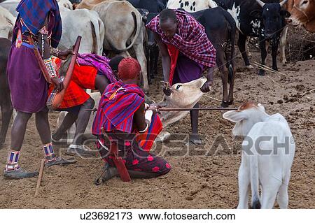 Stock Image - Masai warriors dressed in traditional shukas, with one holding a gourd ready, the others holding a cow down, to pierce the jugular vein, with an arrow. The blood collected is an important source of nutrition, in the absence of other available supply of fo. Fotosearch