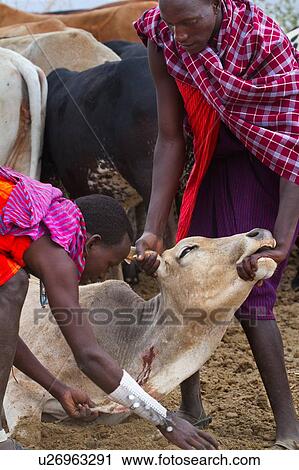 Masai warriors dressed in traditional shukas, holding a cow down; having pierced the jugular vein with an arrow and collected the blood into a gourd, the wound is dressed with dirt The blood collected is an important source of nutrition, in the absence of View Large Photo Image Stock Image - Masai warriors dressed in traditional shukas, holding a cow down; having pierced the jugular vein with an arrow and collected the blood into a gourd, the wound is dressed with dirt The blood collected is an important source of nutrition, in the absence of. Fotosearch
