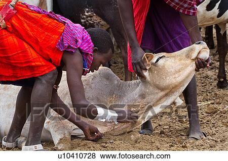 Masai warriors dressed in traditional shukas, holding a cow down; having pierced the jugular vein with an arrow and collected the blood into a gourd, the wound is dressed with dirt The blood collected is an important source of nutrition, in the absence of View Large Photo Image Stock Photo - Masai warriors dressed in traditional shukas, holding a cow down; having pierced the jugular vein with an arrow and collected the blood into a gourd, the wound is dressed with dirt The blood collected is an important source of nutrition, in the absence of. Fotosearch
