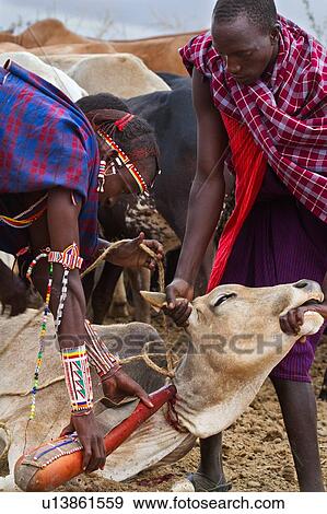 Stock Photo - Masai warriors dressed in traditional shukas, holding a cow down; having pierced the jugular vein with an arrow, they are collecting the blood into a gourd. The blood collected is an important source of nutrition, in the absence of other available supply o. Fotosearch