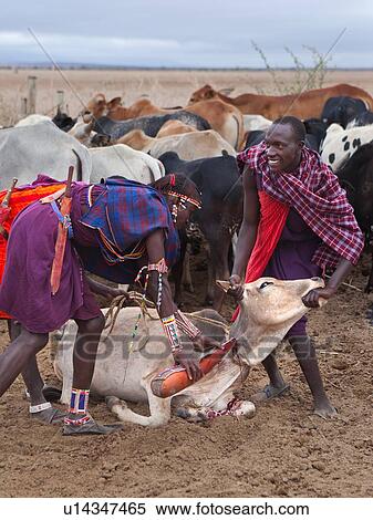 Stock Photography - Masai warriors dressed in traditional shukas, holding a cow down; having pierced the jugular vein with an arrow, they are collecting the blood into a gourd. The blood collected is an important source of nutrition, in the absence of other available supply o. Fotosearch