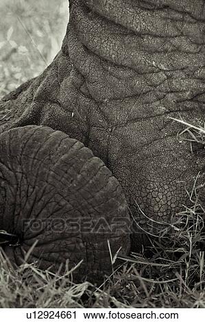 Monochrome close up detail of elephant foot and coiled trunk on ground, Lewa Downs, Kenya, East Africa View Large Photo Image Stock Image - Monochrome close up detail of elephant foot and coiled trunk on ground, Lewa Downs, Kenya, East Africa. Fotosearch