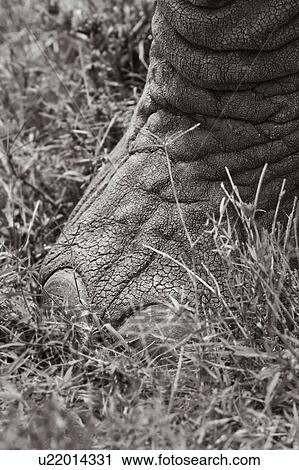 Monochrome close up detail of elephant foot and toe nails, Lewa Downs, Kenya, East Africa View Large Photo Image Stock Image - Monochrome close up detail of elephant foot and toe nails, Lewa Downs, Kenya, East Africa. Fotosearch