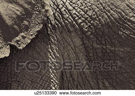 Monochrome close up detail of elephant ear and skin, Lewa Downs, Kenya, East Africa View Large Photo Image Stock Image - Monochrome close up detail of elephant ear and skin, Lewa Downs, Kenya, East Africa. Fotosearch