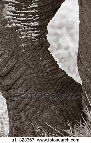 Stock Photo - Monochrome close up detail of elephant foot while walking, Lewa Downs, Kenya, East Africa. Fotosearch