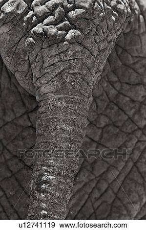 Stock Photo - Monochrome close up detail of elephant tail and surrounding skin, Lewa Downs, Kenya, East Africa. Fotosearch