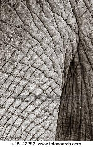 Monochrome close up detail of elephant skin, Lewa Downs, Kenya, East Africa View Large Photo Image Stock Photo - Monochrome close up detail of elephant skin, Lewa Downs, Kenya, East Africa. Fotosearch