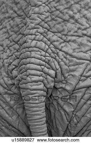Monochrome close up detail of elephant tail and surrounding skin, Sheldrick Orphanage for Elephants, Nairobi, Kenya, East Africa View Large Photo Image Stock Photo - Monochrome close up detail of elephant tail and surrounding skin, Sheldrick Orphanage for Elephants, Nairobi, Kenya, East Africa. Fotosearch