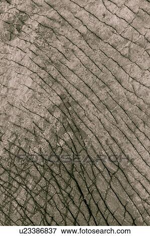 Monochrome close up detail of elephant skin, Lewa Downs, Kenya, East Africa View Large Photo Image Stock Photo - Monochrome close up detail of elephant skin, Lewa Downs, Kenya, East Africa. Fotosearch