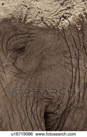 Stock Photograph - Monochrome close up detail of elephant eye and skin, Lewa Downs, Kenya, East Africa. Fotosearch