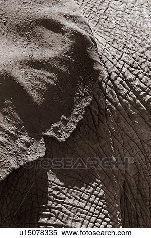 Monochrome close up detail of elephant ear and skin, Lewa Downs, Kenya, East Africa View Large Photo Image Stock Photography - Monochrome close up detail of elephant ear and skin, Lewa Downs, Kenya, East Africa. Fotosearch