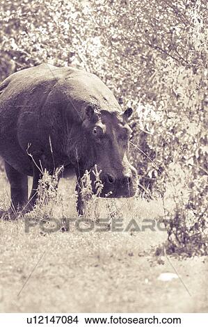 Monochrome close up frontal view, high key: adult hippo standing on grass near bushes, Masai Mara, Kenya, East Africa View Large Photo Image Picture - Monochrome close up frontal view, high key: adult hippo standing on grass near bushes, Masai Mara, Kenya, East Africa. Fotosearch