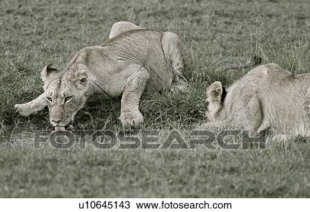 Stock Image - Monochrome close up frontal view of adult lioness drnking from pool with second lioness beside, Masai Mara, Kenya, East Africa. Fotosearch