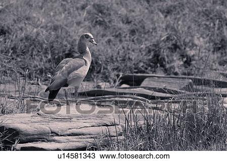 Monochrome close up side view of single Egyptian goose standing on flat river rocks, Masai Mara, Kenya, East Africa View Large Photo Image Stock Image - Monochrome close up side view of single Egyptian goose standing on flat river rocks, Masai Mara, Kenya, East Africa. Fotosearch