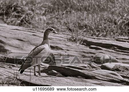 Monochrome close up side view of single Egyptian goose standing on flat river rocks, Masai Mara, Kenya, East Africa View Large Photo Image Stock Photo - Monochrome close up side view of single Egyptian goose standing on flat river rocks, Masai Mara, Kenya, East Africa. Fotosearch