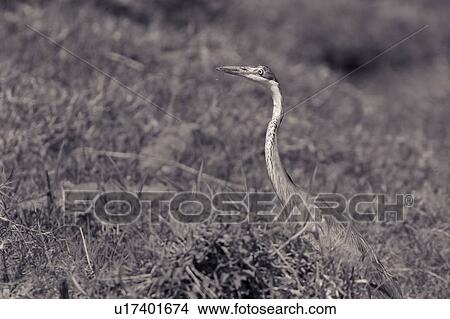 Monochrome detail side view of great grey heron in long grass, Masai Mara, Kenya, East Africa View Large Photo Image Picture - Monochrome detail side view of great grey heron in long grass, Masai Mara, Kenya, East Africa. Fotosearch
