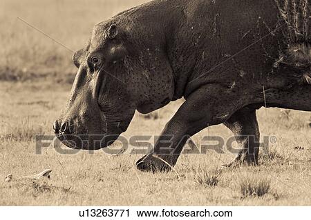Monochrome detail view from side: adult hippo walking on grass with severe fight injuries to side, Masai Mara, Kenya, East Africa View Large Photo Image Stock Image - Monochrome detail view from side: adult hippo walking on grass with severe fight injuries to side, Masai Mara, Kenya, East Africa. Fotosearch