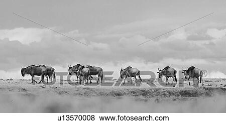 Stock Photo - Monochrome panorama looking up at group of wildebeest walking single file in open plain, Amboseli, Kenya, East Africa. Fotosearch