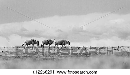 Monochrome panorama looking up at three wildebeest walking single file in open plain, Amboseli, Kenya, East Africa View Large Photo Image Stock Image - Monochrome panorama looking up at three wildebeest walking single file in open plain, Amboseli, Kenya, East Africa. Fotosearch
