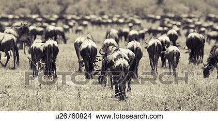 Picture - Monochrome panorama view of herd of wildebeest in migration, close up, Masai Mara, Kenya, East Africa. Fotosearch