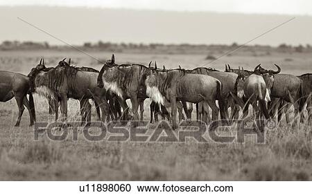 Monochrome panorama view of herd of wildebeest in migration, closeup, Masai Mara, Kenya, East Africa View Large Photo Image Stock Image - Monochrome panorama view of herd of wildebeest in migration, closeup, Masai Mara, Kenya, East Africa. Fotosearch