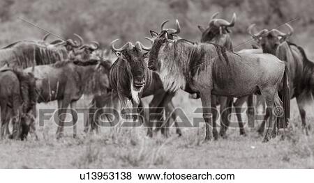 Stock Photo - Monochrome panorama view of herd of wildebeest in migration, closeup, Masai Mara, Kenya, East Africa. Fotosearch