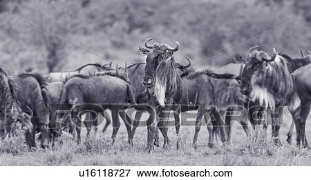 Stock Photo - Monochrome panorama view of herd of wildebeest in migration, closeup, Masai Mara, Kenya, East Africa. Fotosearch