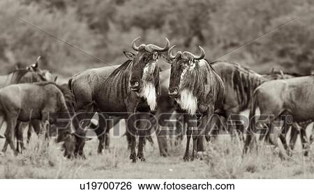 Monochrome panorama view of herd of wildebeest in migration, closeup, Masai Mara, Kenya, East Africa View Large Photo Image Stock Photograph - Monochrome panorama view of herd of wildebeest in migration, closeup, Masai Mara, Kenya, East Africa. Fotosearch